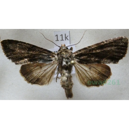 Apamea monoglypha (Hufnagel, 1766) Sówka wróblówka Czech11k